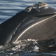 Can’t get here from there: New research suggests baleen filters emerged independently from ancient “raptorial” teeth. (Image: Mason Weinrich, Whale Center of New England)